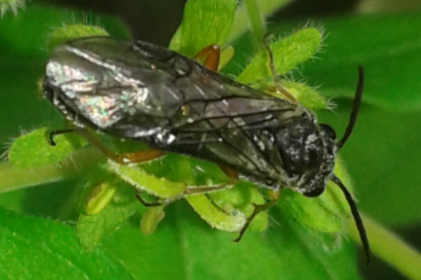 Tenthredinidae 1 da ID